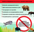 Правила поведения при встрече с дикими животными: как избежать трагедии